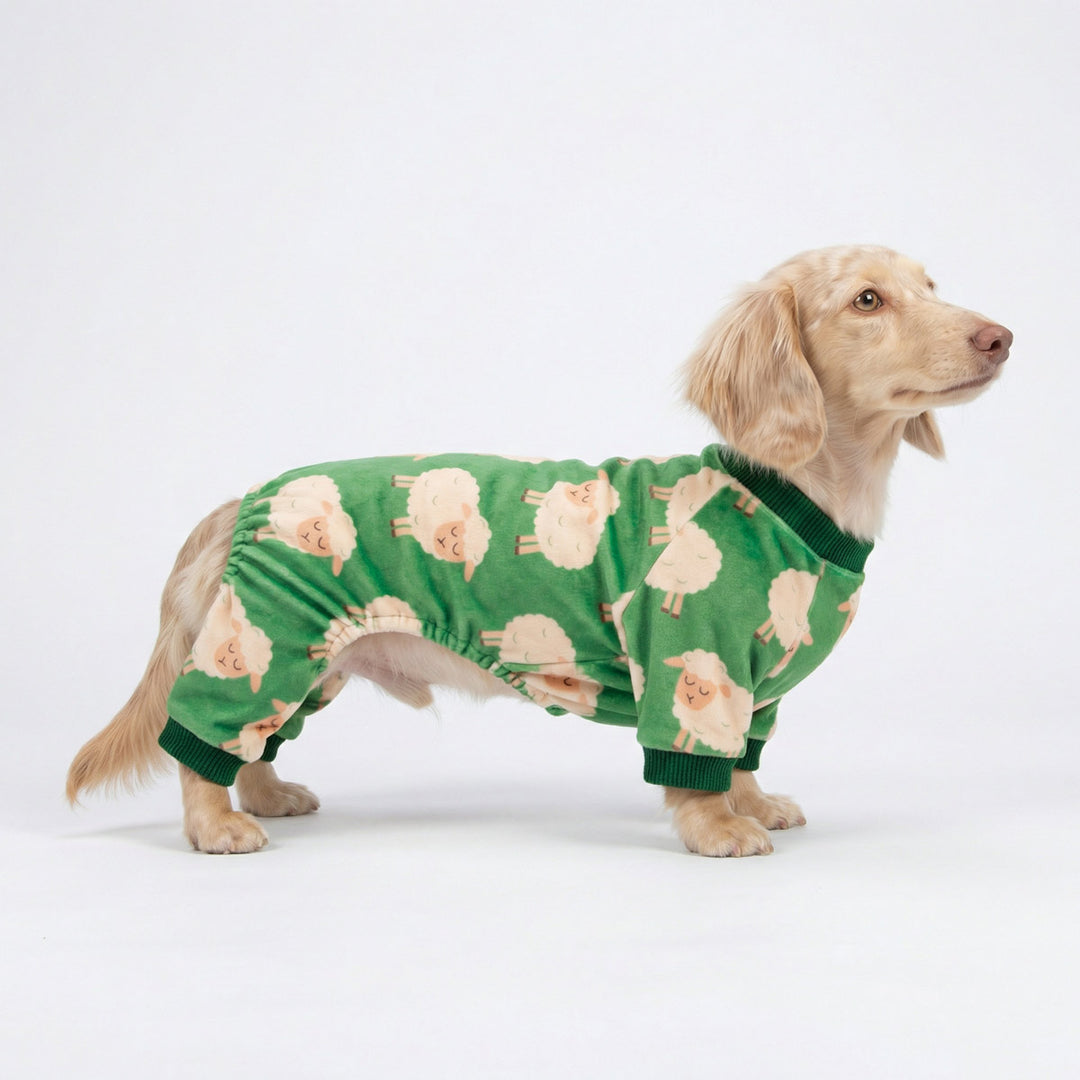 Long haired dachshund in a cozy pajamas for dogs with sheep prints