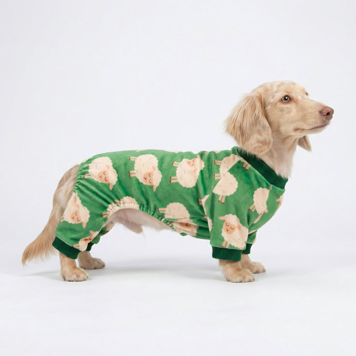 Long haired dachshund in a cozy pajamas for dogs with sheep prints