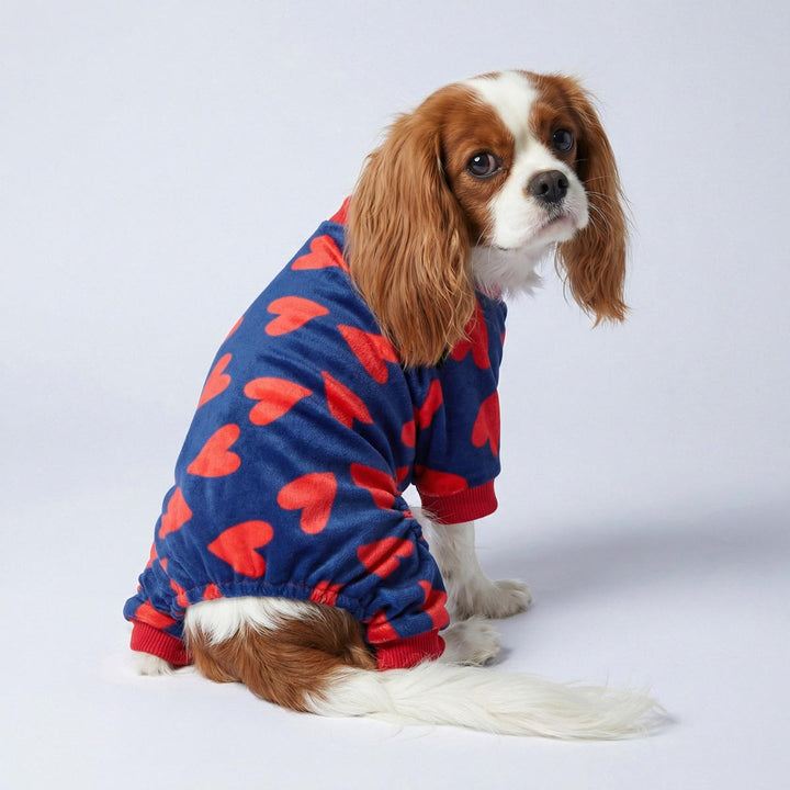 Cavalier King Charles Spaniel wearing valentine dog pajamas with red heart prints