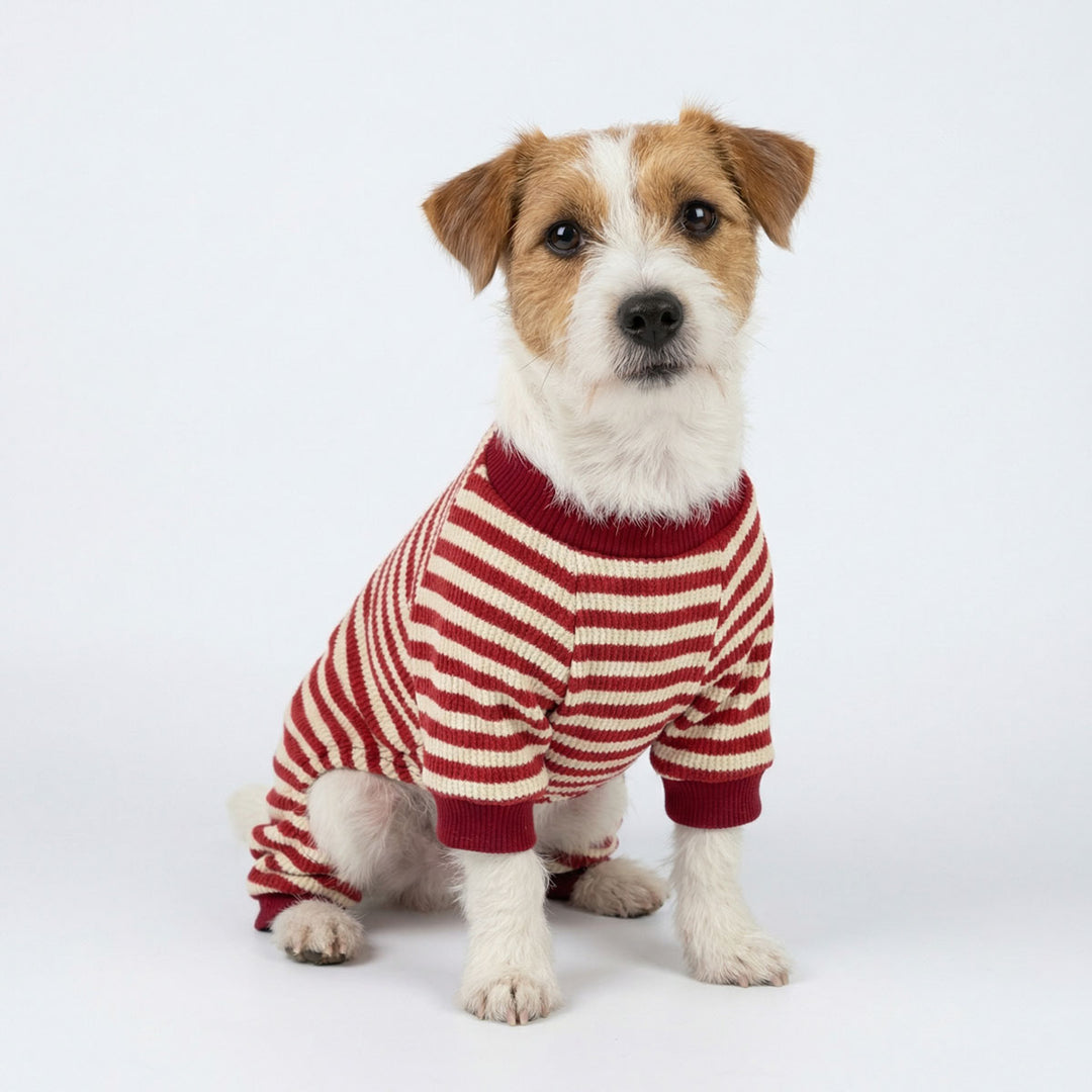 Small dog wearing a red and white striped pajamas for dogs on a white background