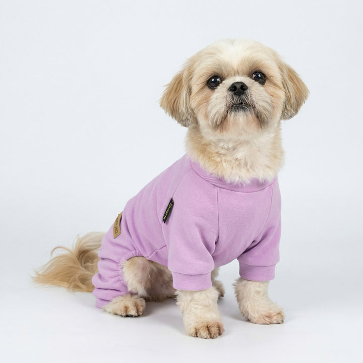 Dog sitting in soft dog onesie with relaxed fit and clean studio backdrop