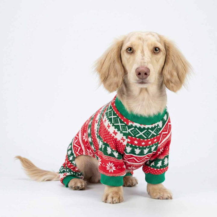 Cream dachshund in a Christmas themed pajamas for dogs