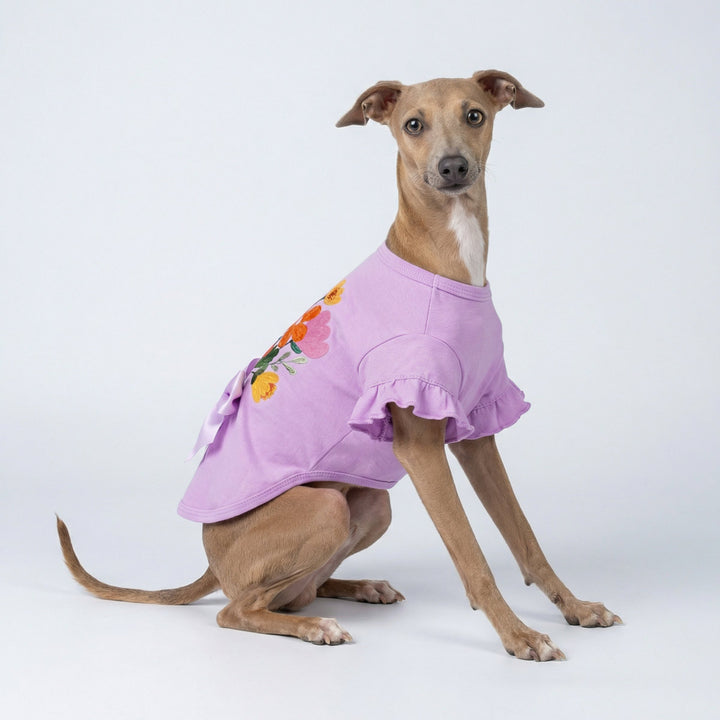 Italian Greyhound wearing a elegant dog shirt decorated with flower and bowknot