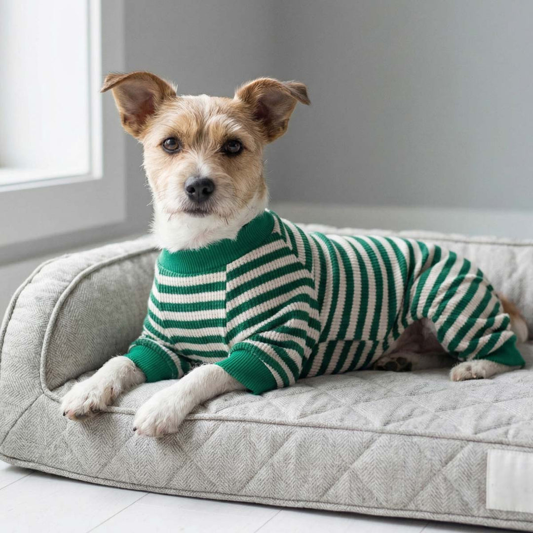 Small dog lying on pad with cozy dog jammies design in white and green stripes