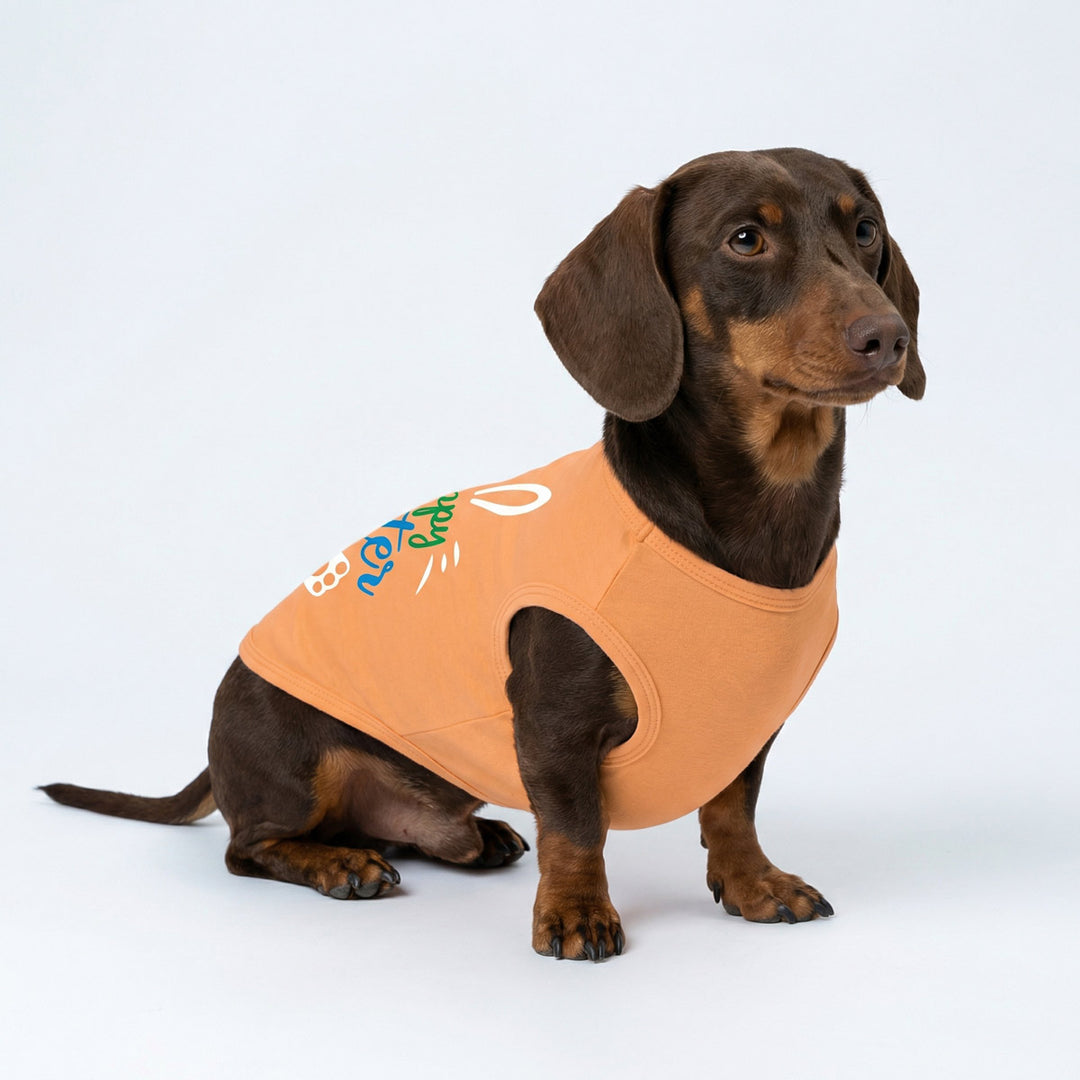 Dachshund wearing an orange Easter shirt for dogs with text on a white background