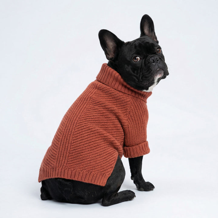 Black French Bulldog in a orange dog winter sweater