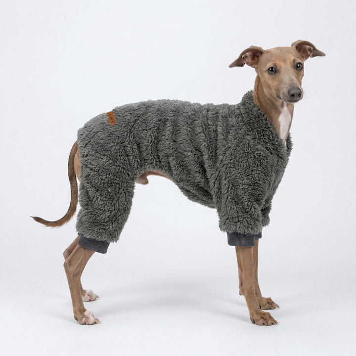Italian Greyhound standing on a white background with a fuzzy pajamas for dogs