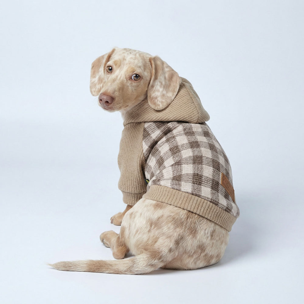 Dachshund looks back with a cozy plaid knitted dog hoodie