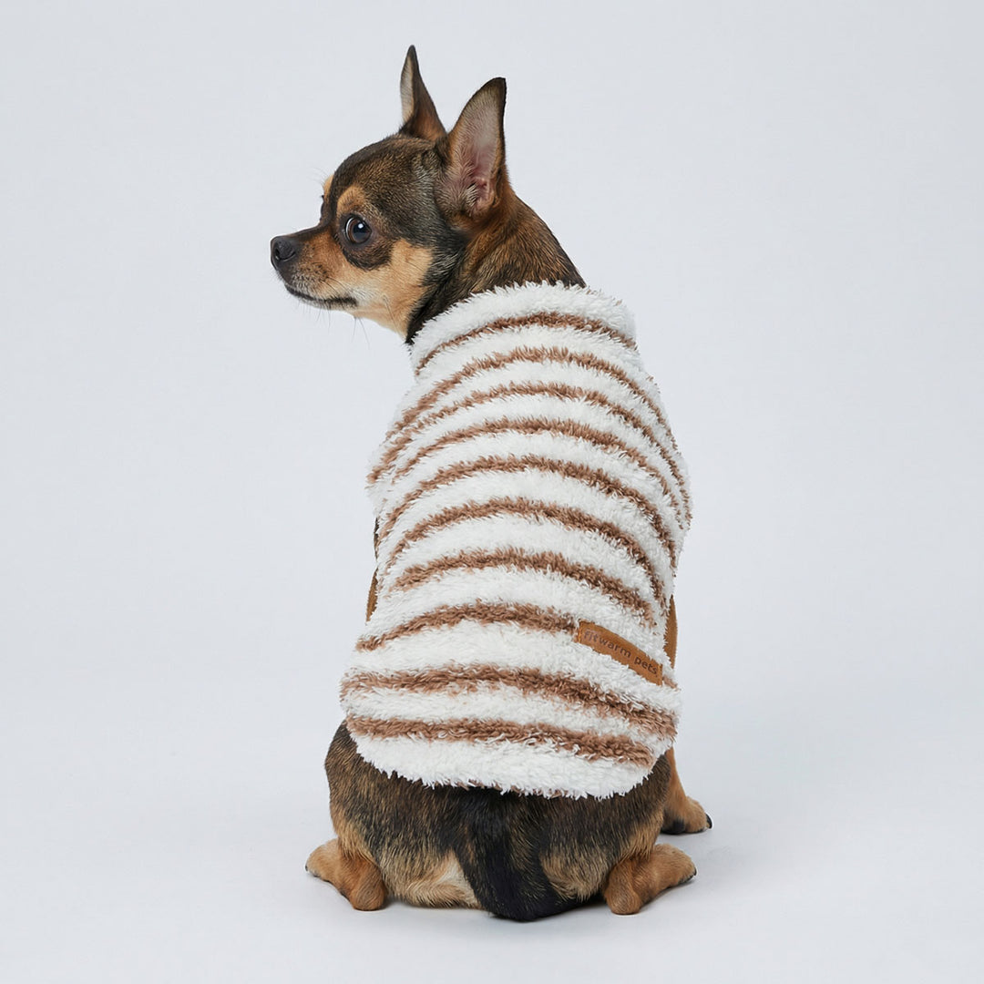 Back view of a Chihuahua in a classic dog striped sweater
