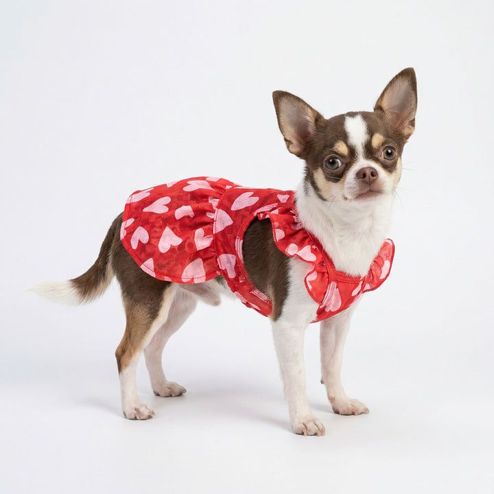 Chihuahua in charming Valentine dress for dogs with ruffle design and heart prints