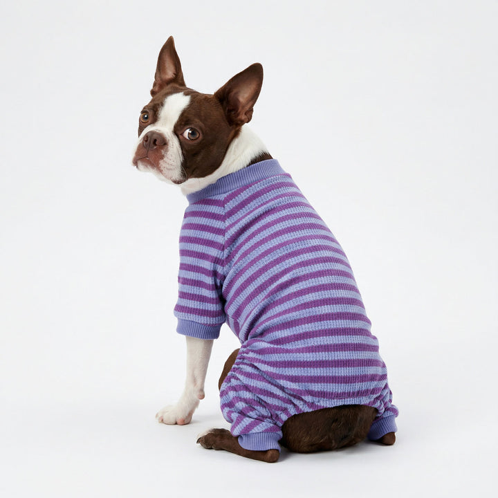 Boston Terrier wearing purple waffle striped dog pjs with cozy full body fit