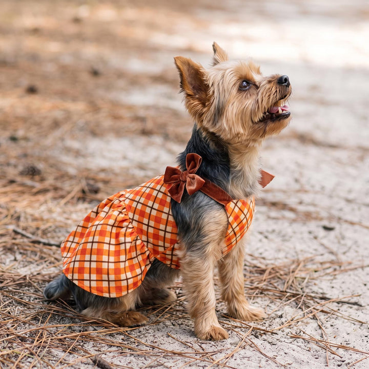 Small Yorkshire Terrier dog wearing an orange and white plaid dog Thanksgiving dress with a brown bow, standing outdoors on sandy ground with pine needles