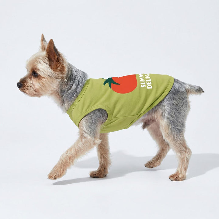 Yorkie walking in a green dog tshirt featuring tomato print in studio