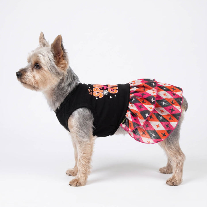 Yorkie standing on a white bakcground with a Halloween dress for dogs