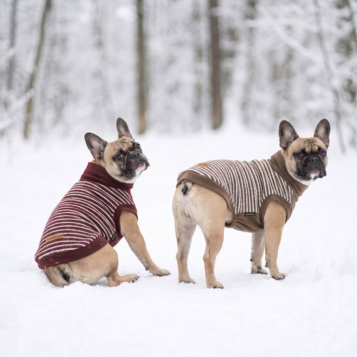 Two French bulldog dogs standing in a snowy outdoor setting, wearing matching striped dog sweaters