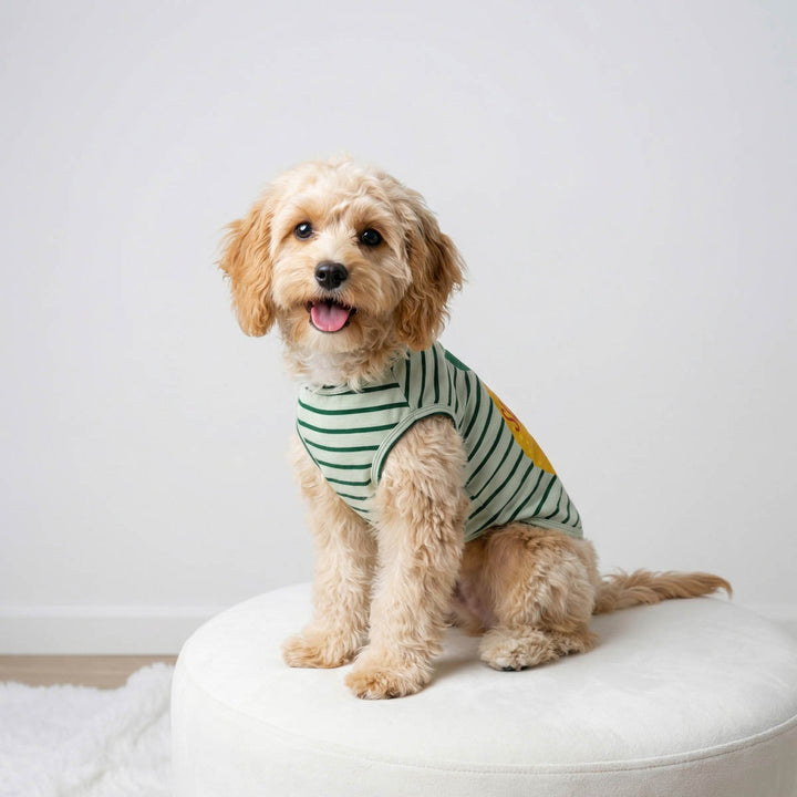 Small dog wearing a striped dog tank top and sitting on a chair