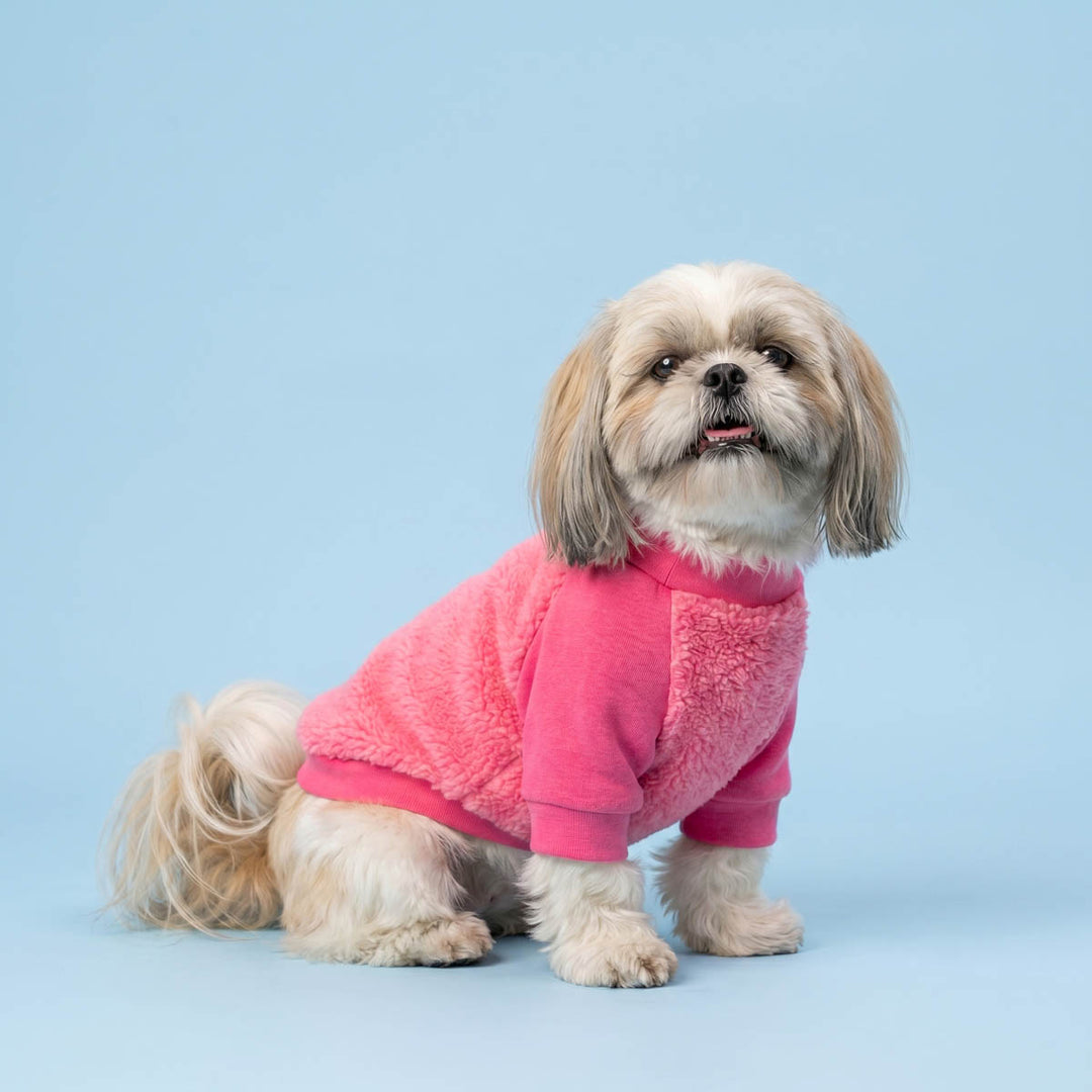Small dog sitting in a blue background and wearing a winter dog fuzzy sweater