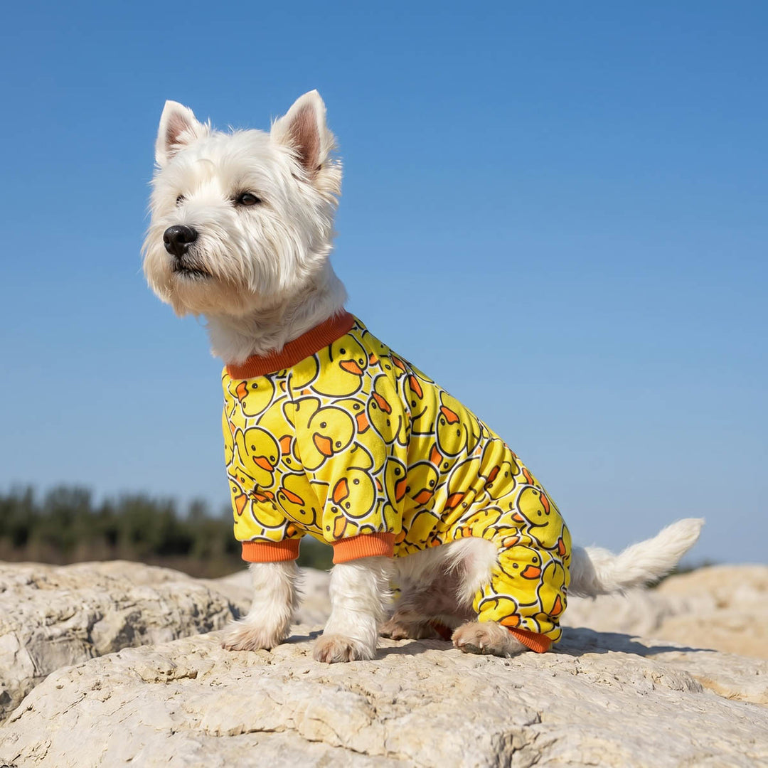 Westie sitting on a rock with a cozy pajamas for dogs with rubbed duck prints