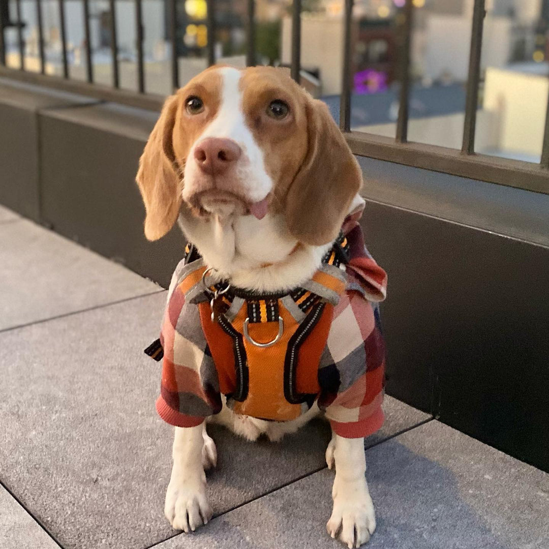 Dog Hoodie - Beagle Clothes - Fitwarm