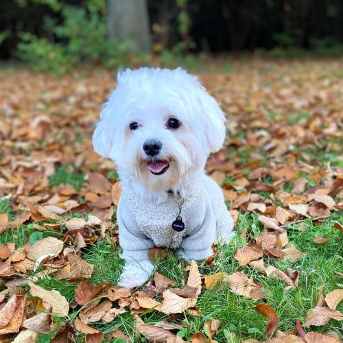 Dog Sweater - Maltese Clothes Sweater - Fitwarm