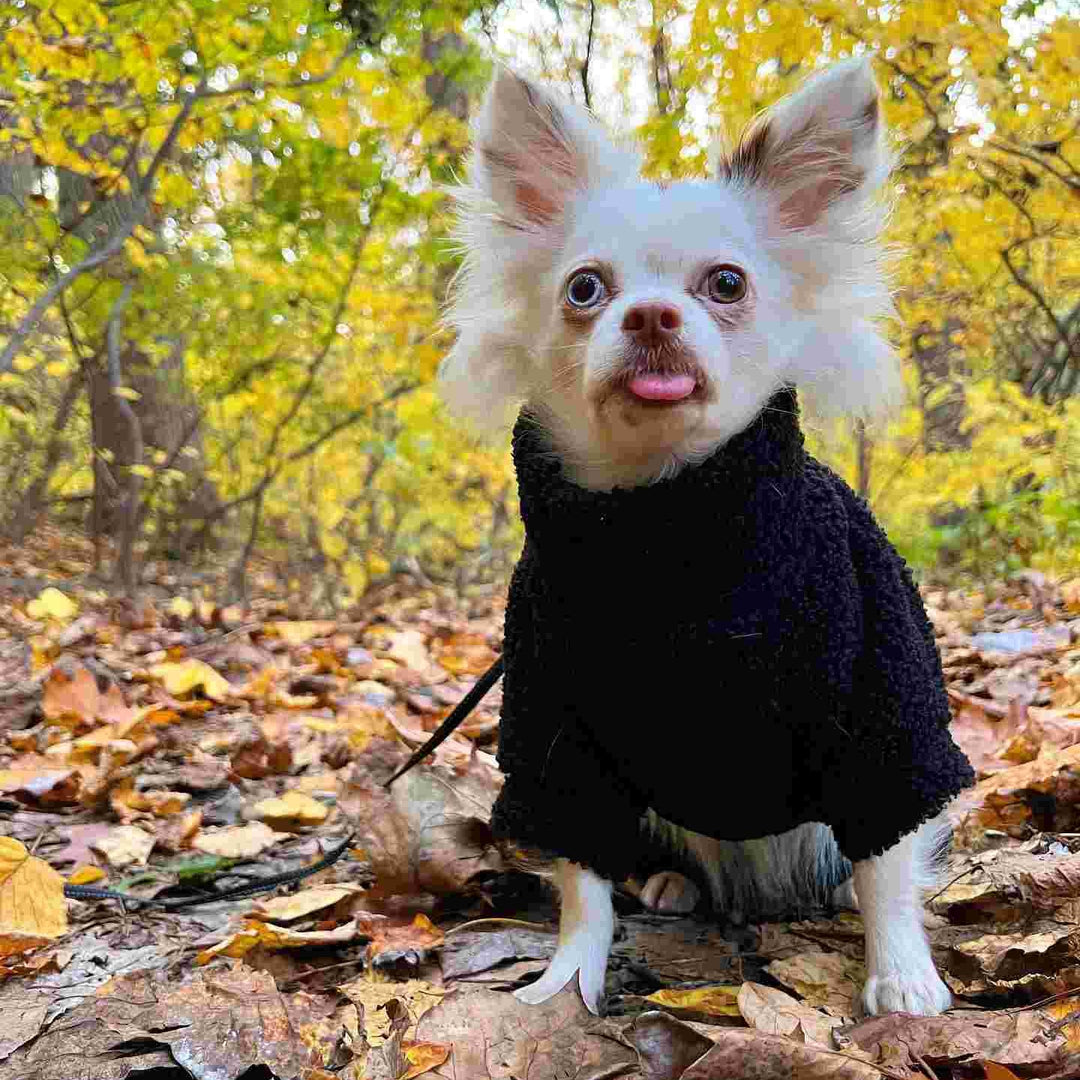 Dog Coat for Winter - Chihuahua Clothes - Fitwarm
