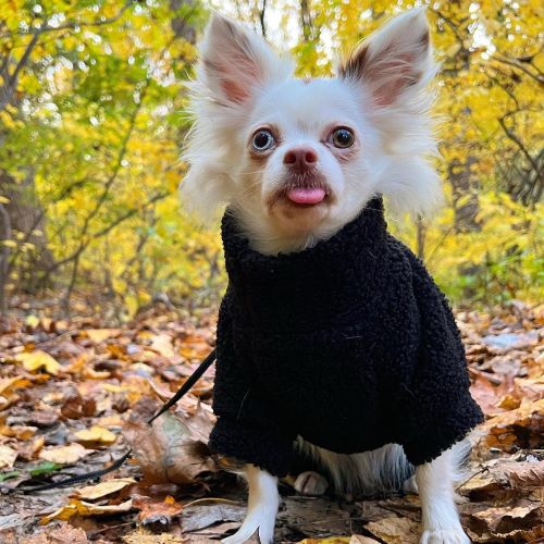 Chihuahua Sweaters - Chihuahua Dog Clothes - Dog Sweaters - Fitwarm