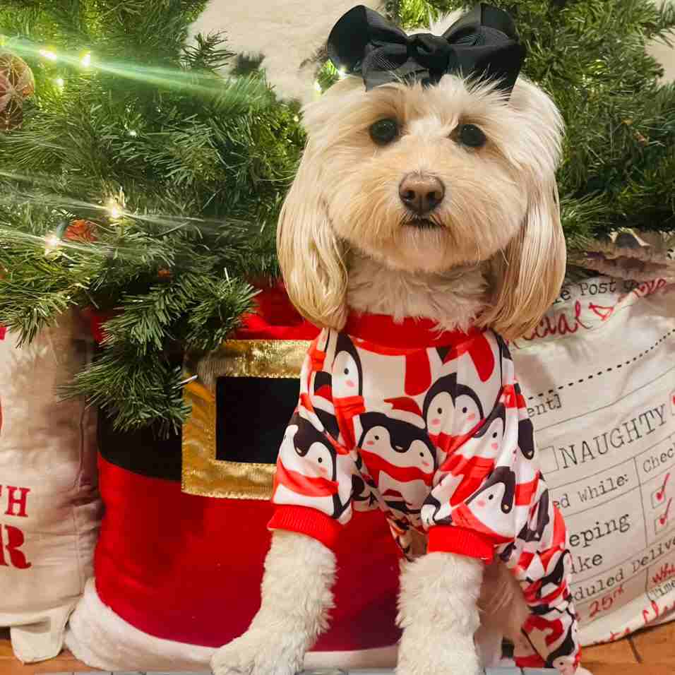 Dog Christmas Outfit Pajamas - Fitwarm