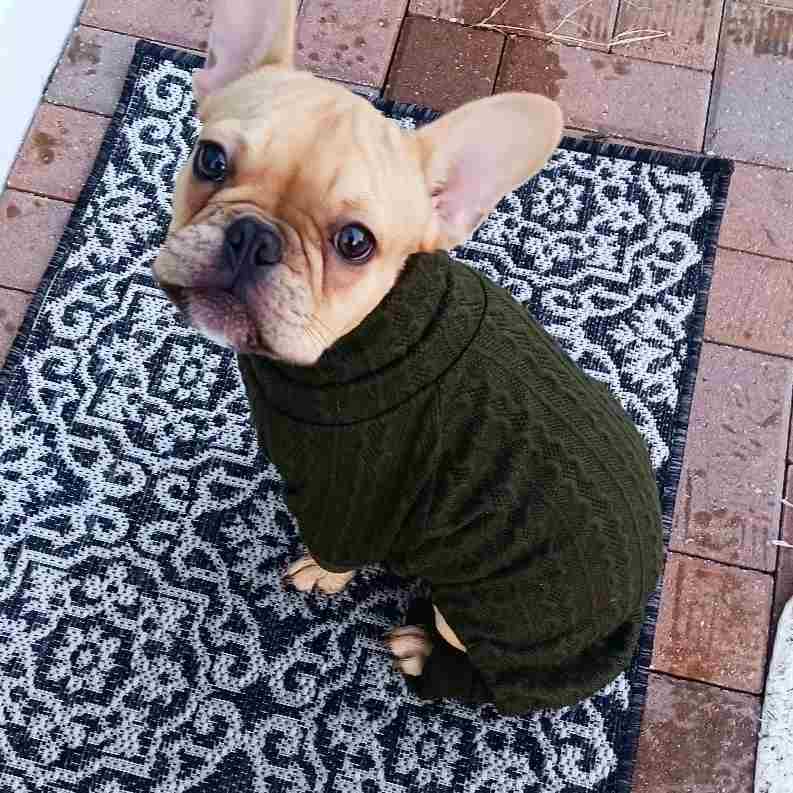 Dog Sweater - French Bulldog Clothes - Fitwarm