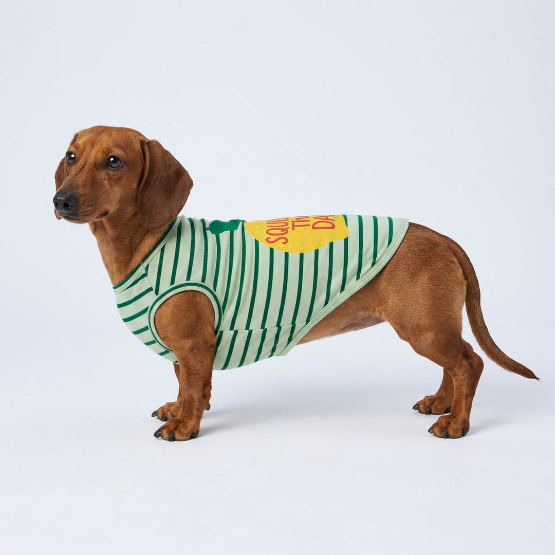 Dachshund standing in a white background with a lemon themed dog tshirt