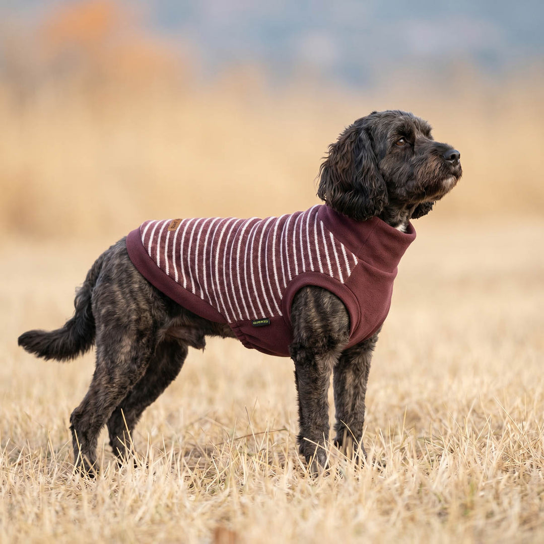 Dark curly-haired dog standing in a dry grassy field, wearing a burgundy dog turtleneck sweater with thin white stripes