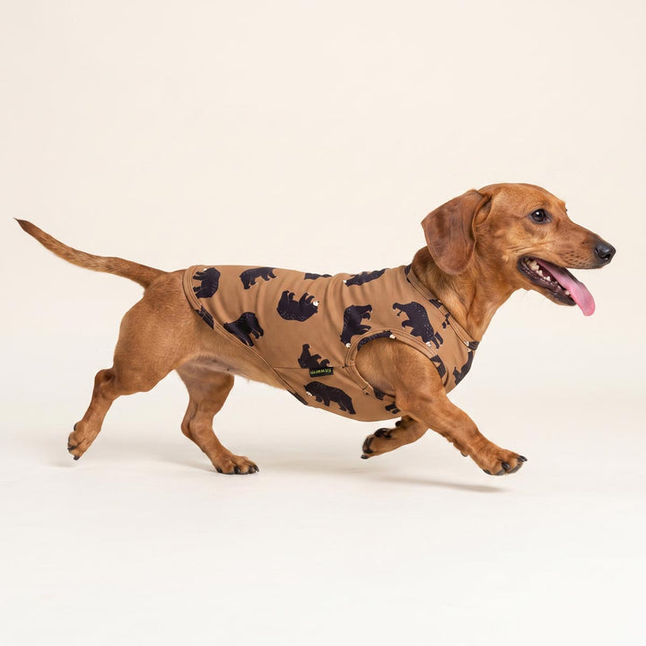Dachshund running with a tan dog tank top with a black bear print, photographed against a plain light beige studio background