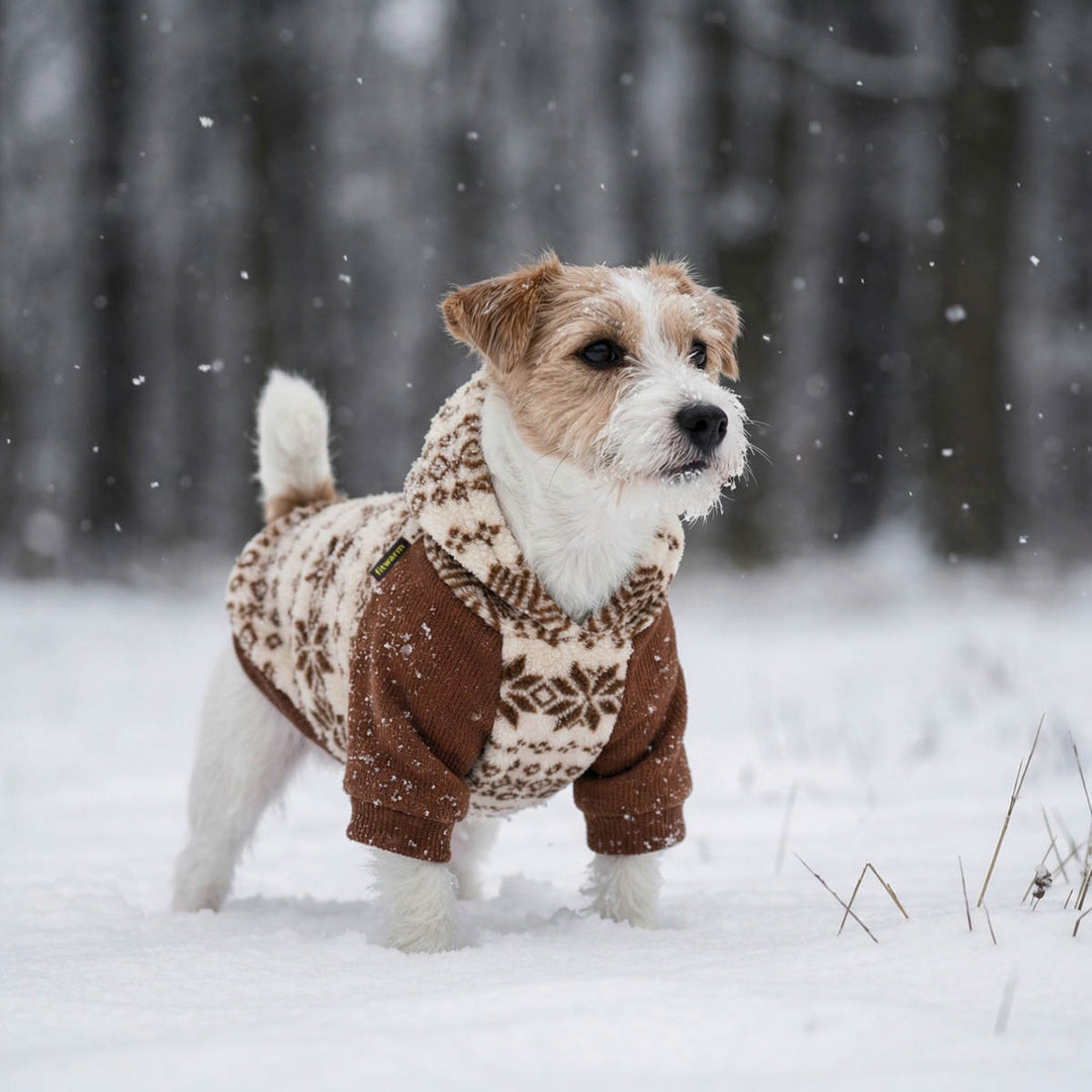 Snowflake prints dog hoodies on a small dog standing in snow