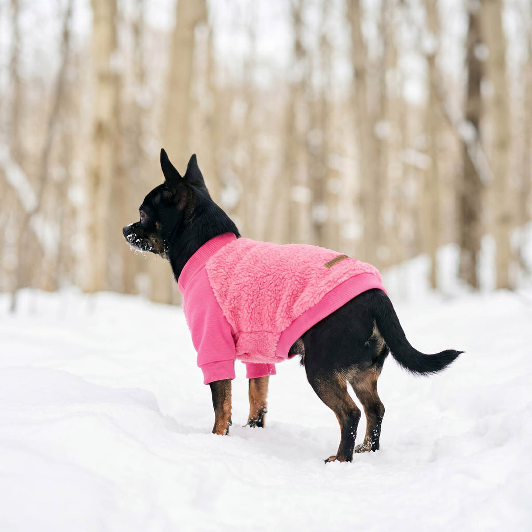 Chihuahua wearing a cozy dog winter sweater in a snowy background
