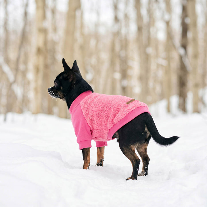 Chihuahua wearing a cozy dog winter sweater in a snowy background