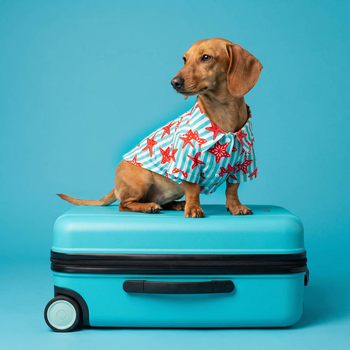 Dachshund sitting on a suitcase with a starfish dog tshirt in a blue background