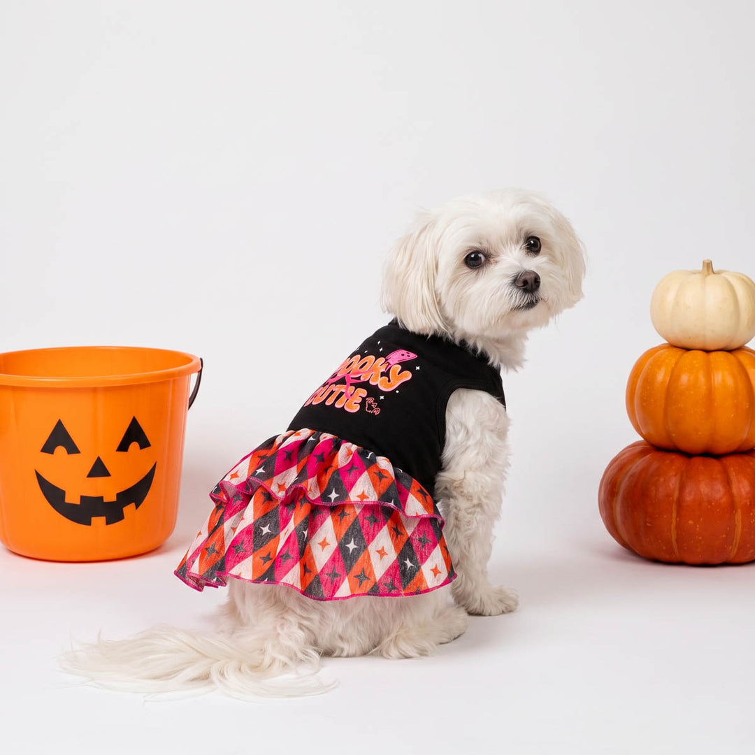 Small white dog wearing a black Halloween dress for dogs with 'Spooky Cutie' in pink and orange lettering, paired with a colorful argyle-patterned ruffled skirt