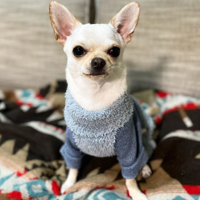 Chihuahua Pajamas - Pajamas for Chihuahuas - Dog Pajamas - Fitwarm