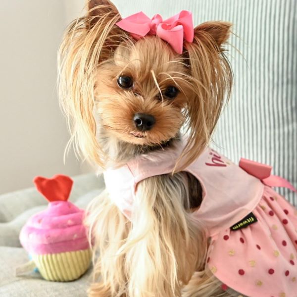 Dog Birthday Clothes - Yorkies with Short Hair - Fitwarm