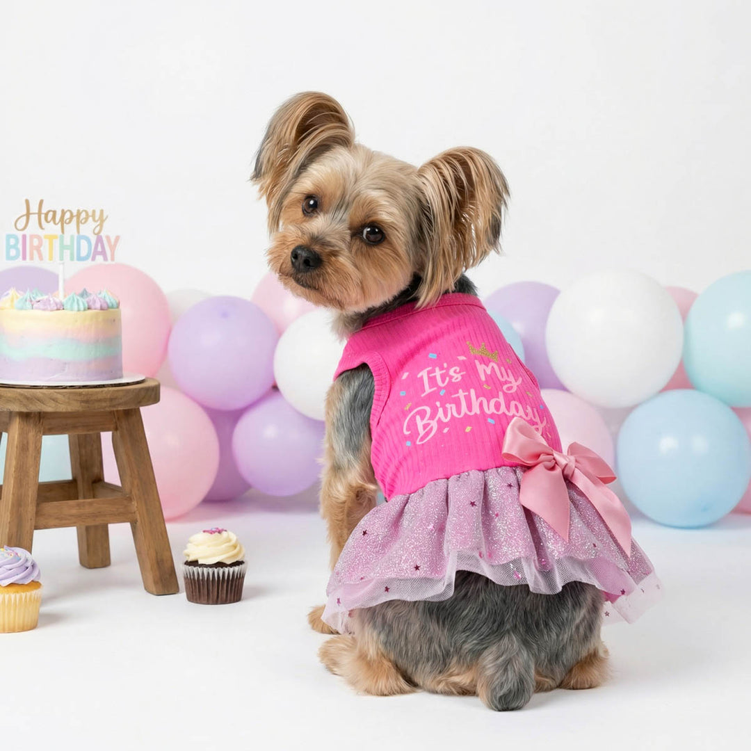 Yorkie looks back with pink birthday dog tutu dress