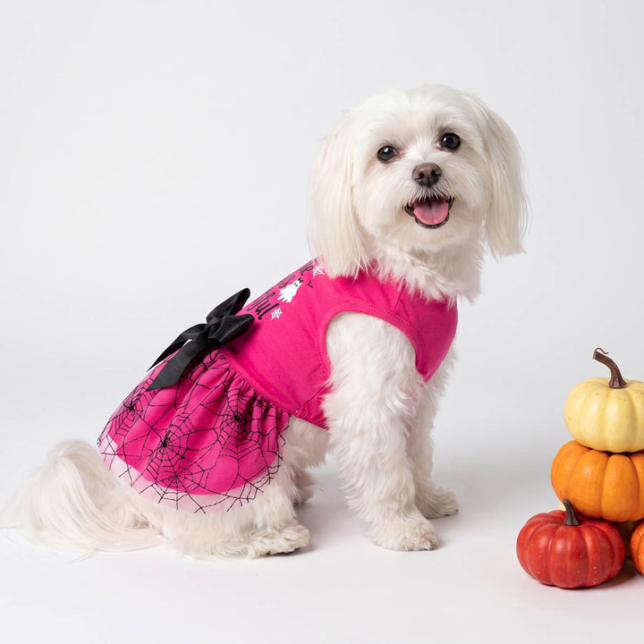 Small white dog wearing a bright pink Halloween dog tutu dress with black spiderweb print and a black bow