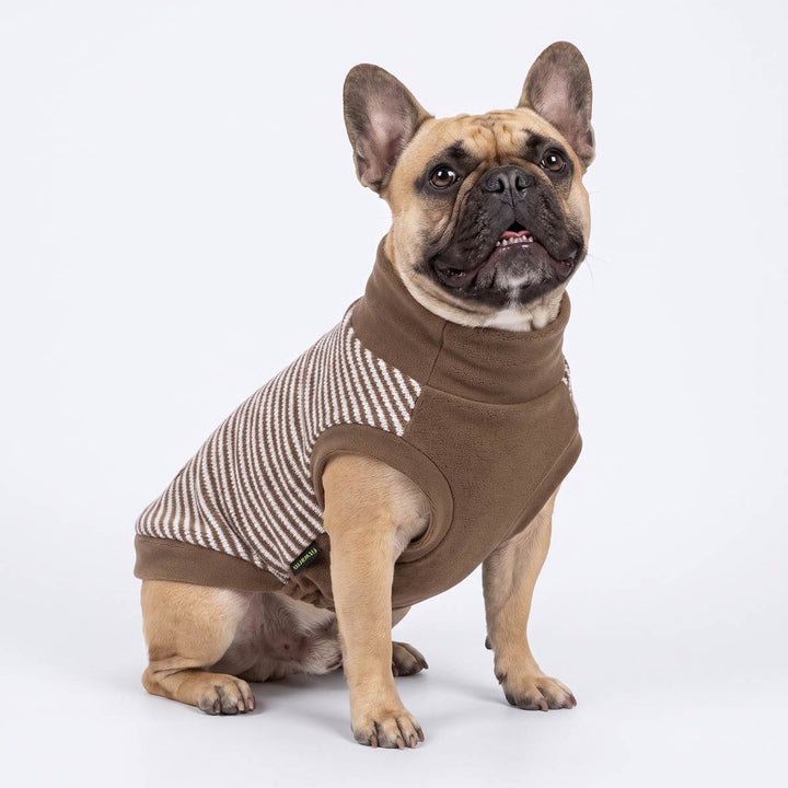 French Bulldog wearing a brown dog knit sweater with a striped pattern, sitting against a plain white studio background