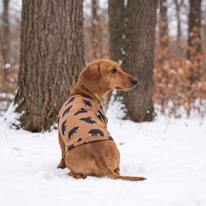 Brown dachshund wearing a tan and black bear-print shirt for dogs sits in the snow among trees