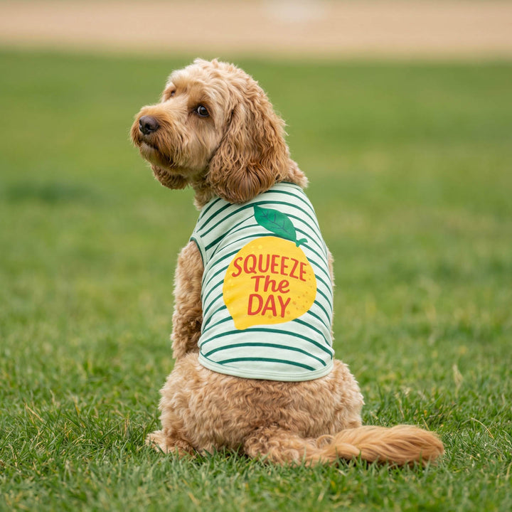 Small dog sitting on the grass with a green dog striped shirt