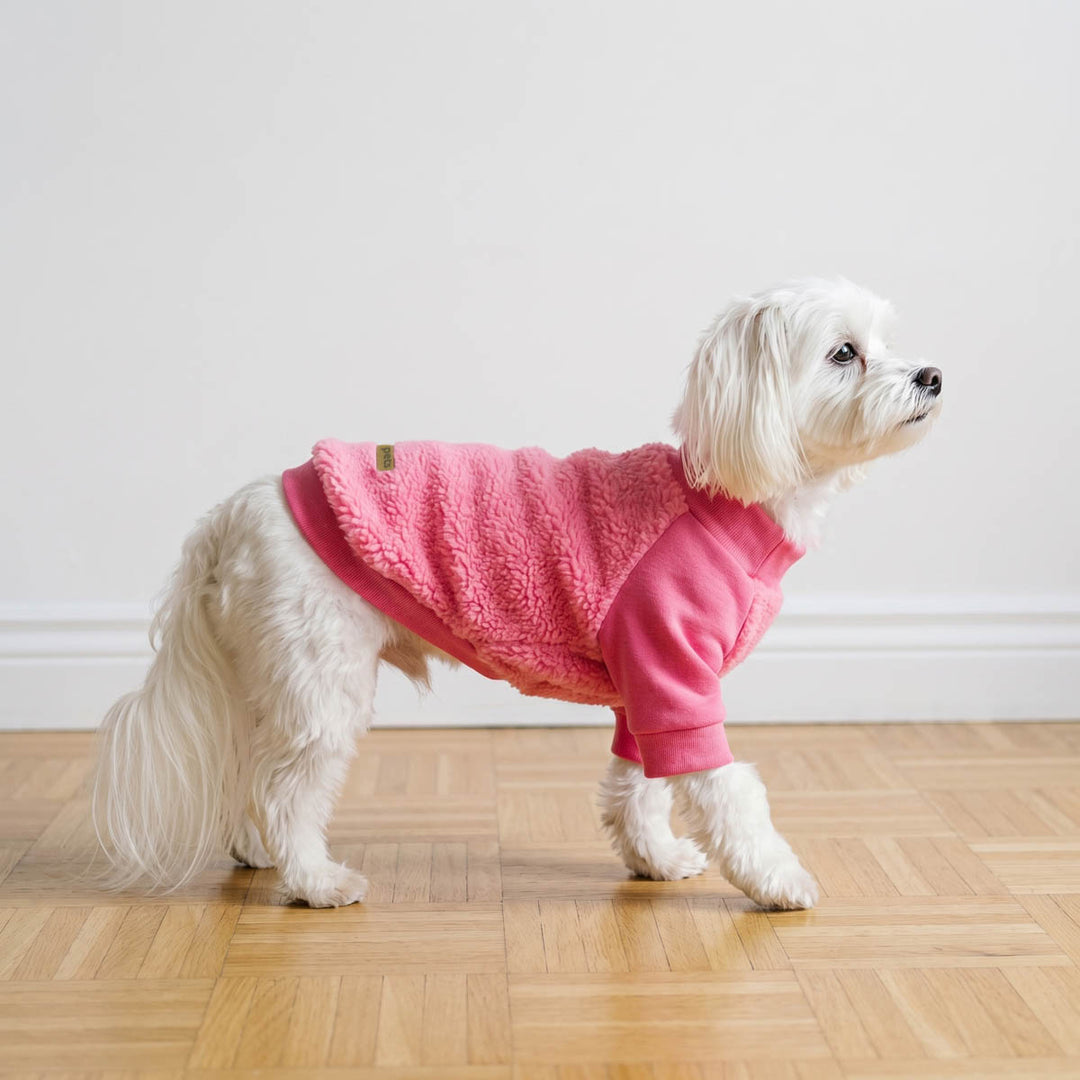 Small dog dressed in a dog fleece sweater indoors