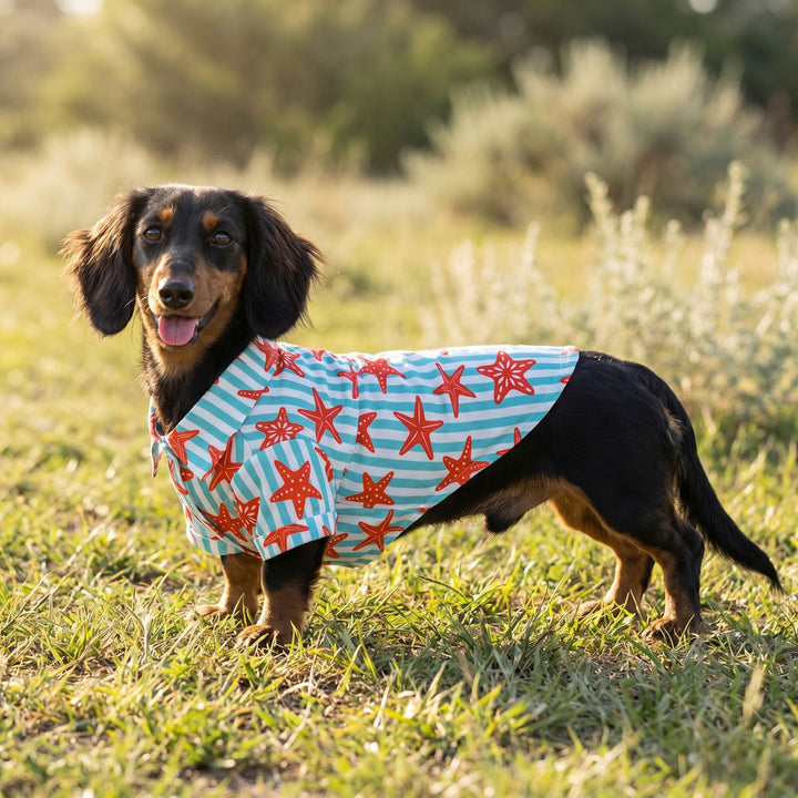 Dachshund standing on the grass with a starfish shirt for dogs