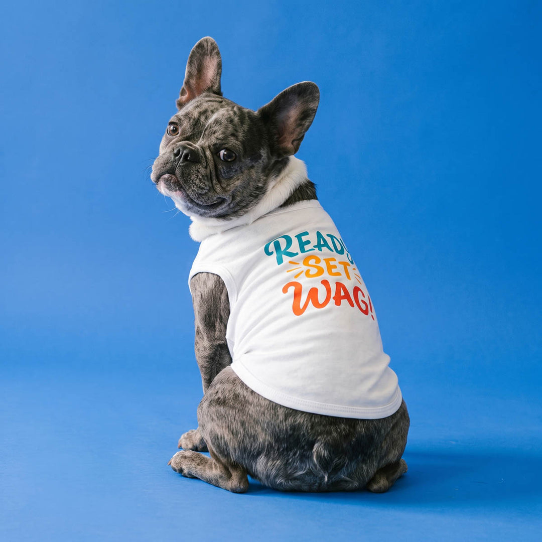French bulldog wearing a white shirt for dogs with the text 'READY SET WAG!' in colorful lettering, posed against a solid blue studio background