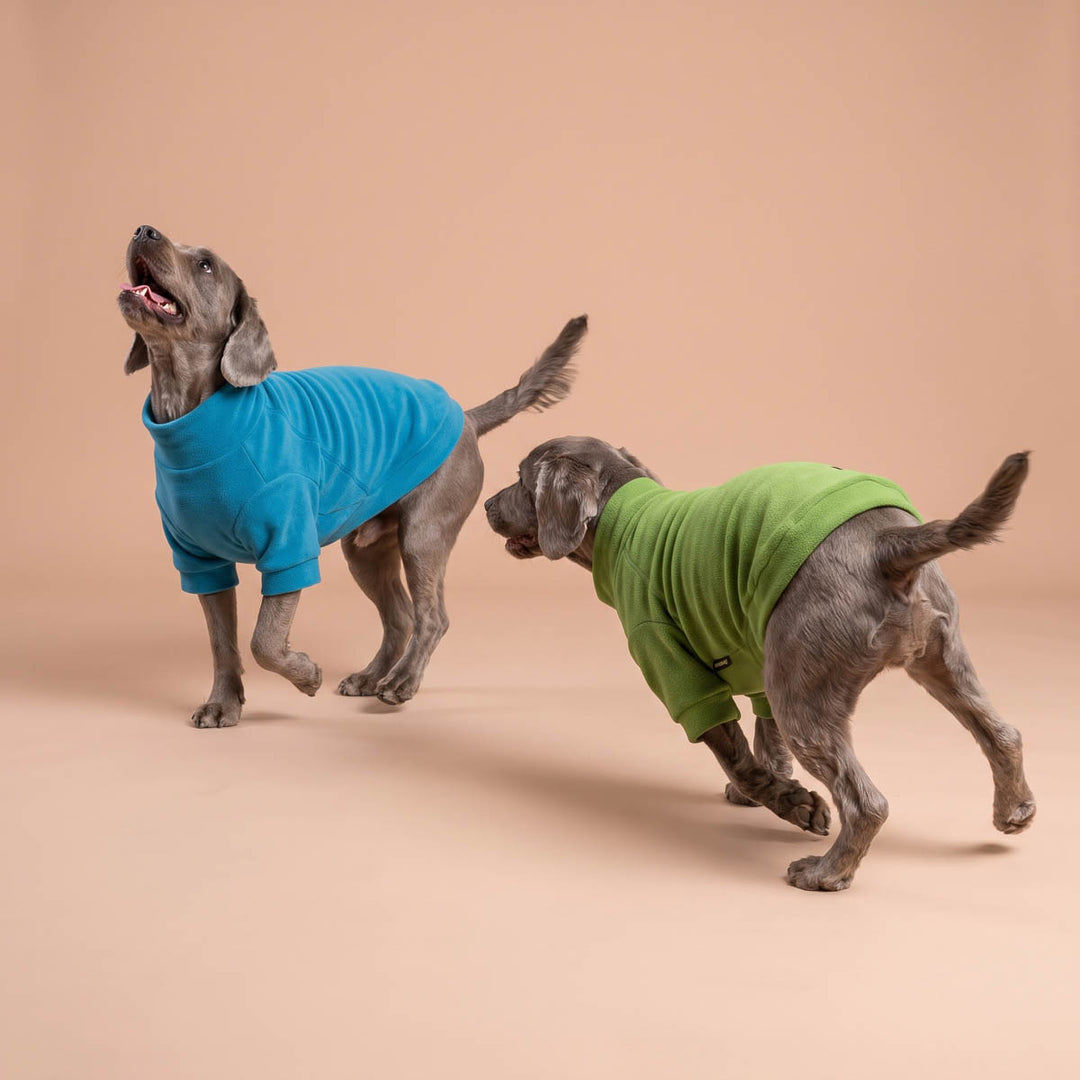 Two gray dogs wearing turtleneck dog sweaters, one in bright blue and the other in green, posing against a solid beige studio background