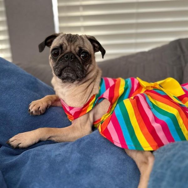 pug dress shirt Men's COOL PUG DOG w/ SUNGLASSES Dress Polo Shirt! Size M