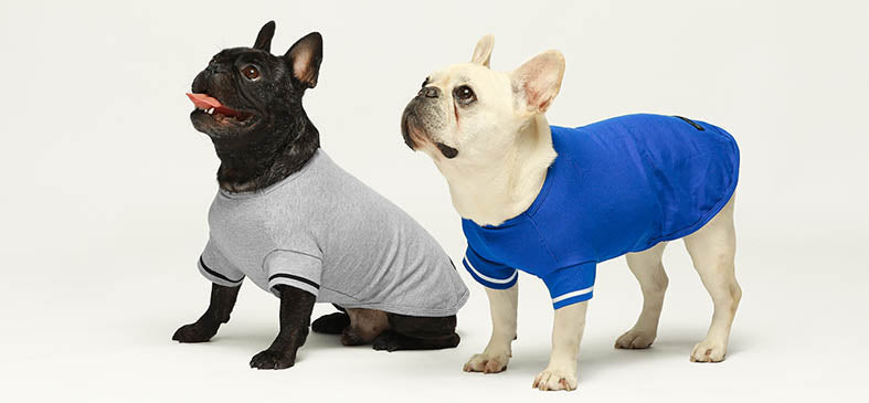 French Bulldogs in Polo Dog T Shirts - Fitwarm Dog Clothes