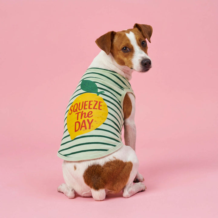 Dog wearing a striped shirt for dogs with 'Squeeze the Day' text on a pink background